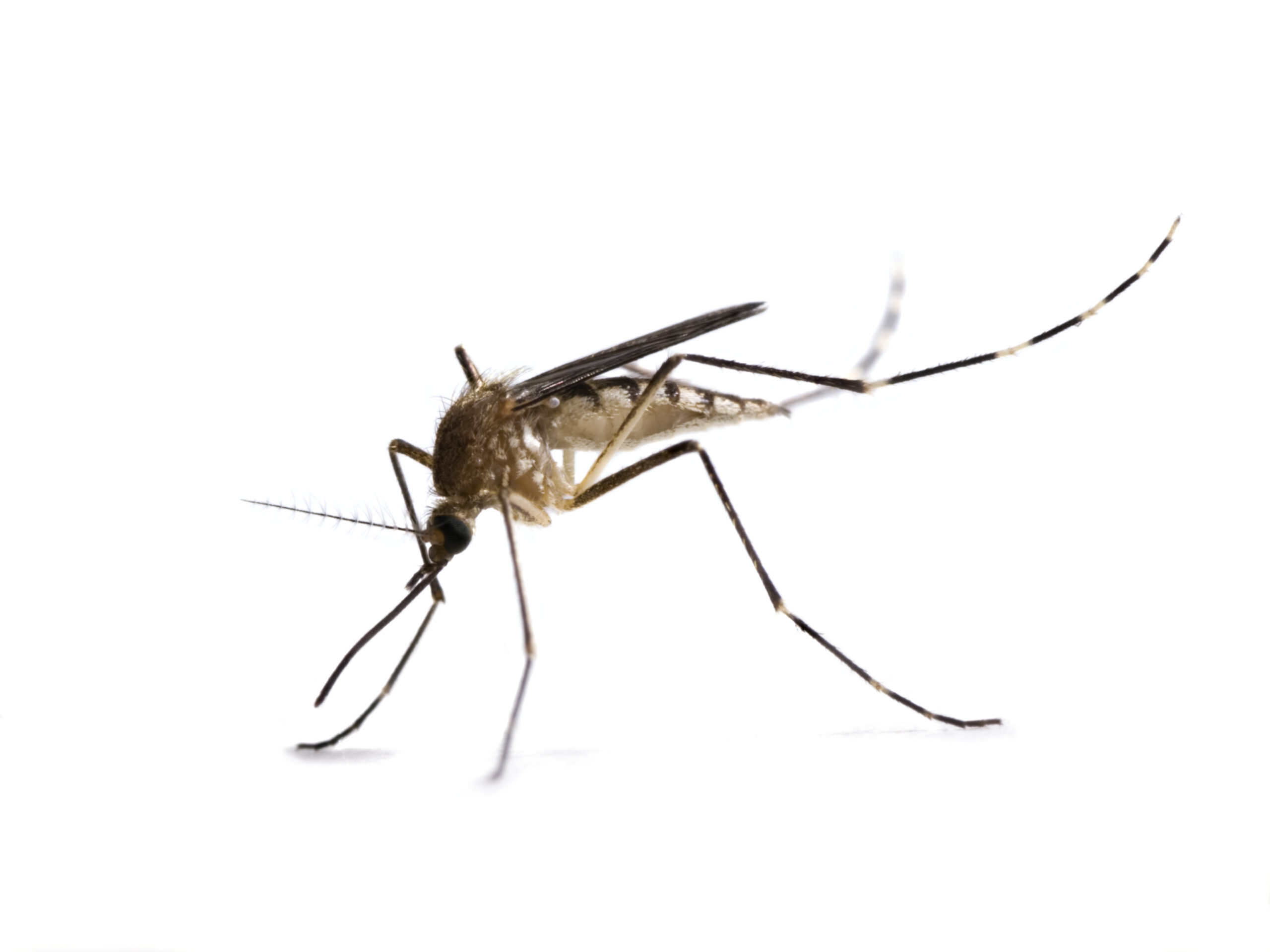 Mosquito