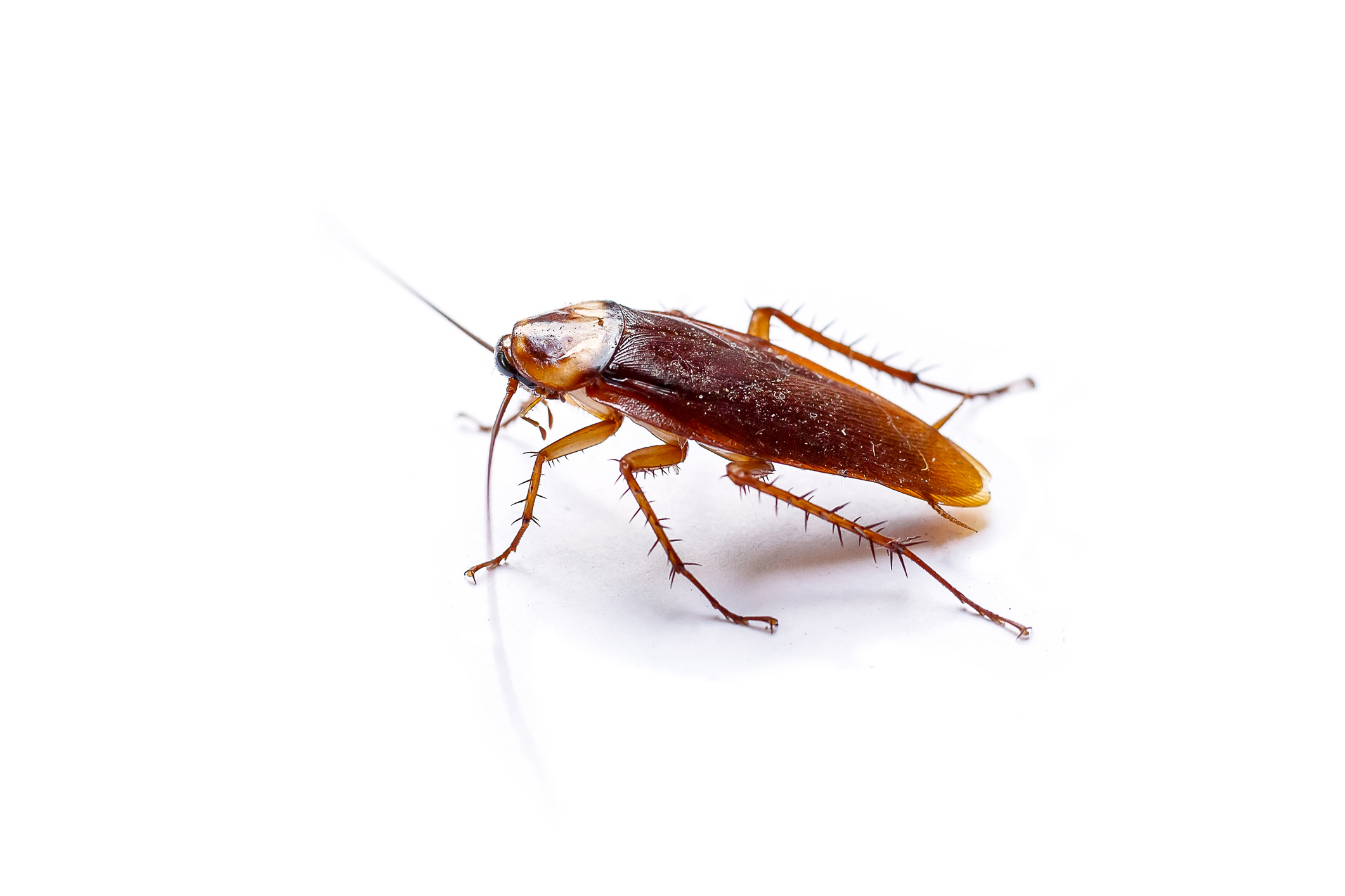Roach