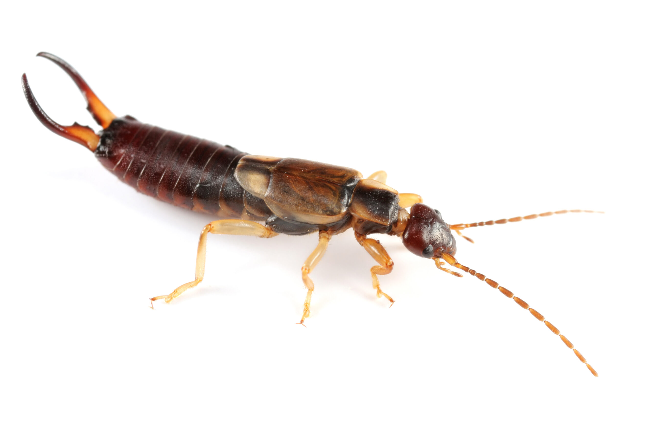 Earwig